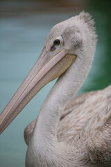 Closeup prtrait of pelican head