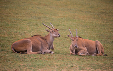 Common eland called as eland antelope (Taurotragus oryx) laying on grassland resting and ruminating.