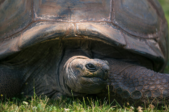 Aldabra giant tortoise (Aldabrachelys gigantea) resembling known darwinian Galapagos Giant Tortoise (Chelonoidis niger) known as Elephant tortoise slowly walking on grass staring left