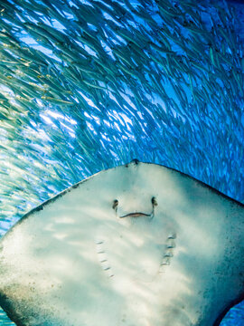 Shoal of sardines being attacked by giant stingray, close-up photo, showing more details.