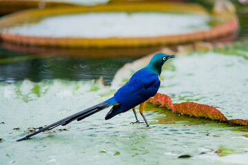 Small colorful bird, walks and feeds on a huge leaf of a plant called vitoria regia