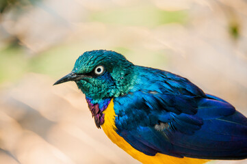 Small colorful bird, in close-up photo