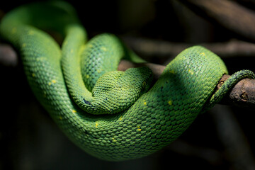 Green snake Morelia viridis, looking similar to Corallus, rests on a tree branch in the Amazon rainforest