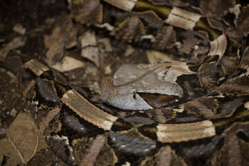 Gaboon viper (Bitis gabonica) with camouflage coloration of its body on brown fallen leaves on ground