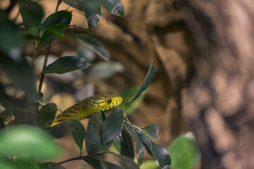 Close up Western green mamba Dendroaspis viridis on branch in wood of dense tropical forest.