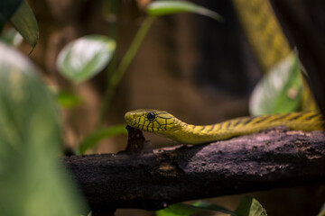 Close up Western green mamba Dendroaspis viridis on branch in wood of dense tropical forest. - obrazy, fototapety, plakaty