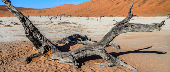 Sossusvlei (Dead Vlei), Namibia.