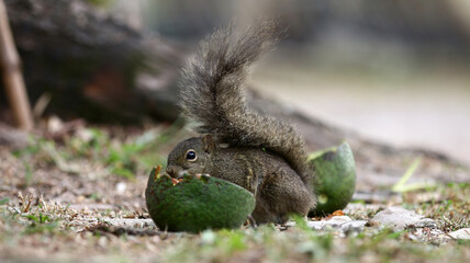 Esquilo comendo abacate