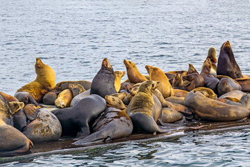 Fototapeta premium California Sea Lions