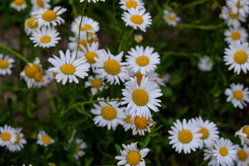 field of daisies
Beautiful daisies growing in the garden.