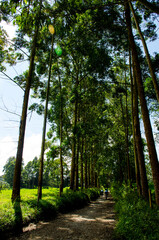 footpath in the forest