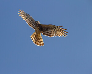 Red Tail hawks in Flight