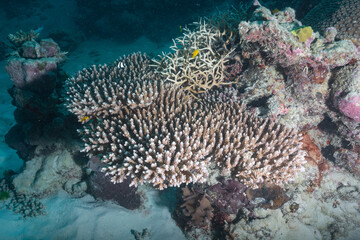 Great barrier reef underwater corals. Scuba diving.