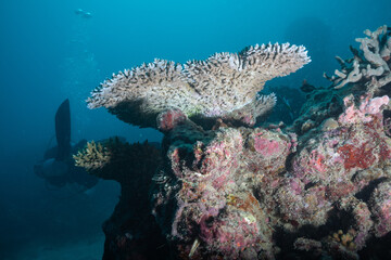 Fototapeta premium Great barrier reef underwater corals. Scuba diving.