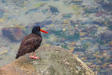 Portrait of an oyster catcher