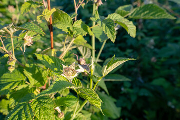 Blooming raspberries on the farm. Raspberry flowers