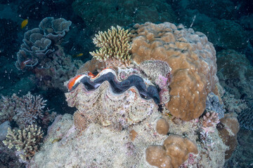 A clam in the coral reef
