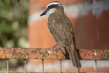 great kiskadee perched on a pole 
