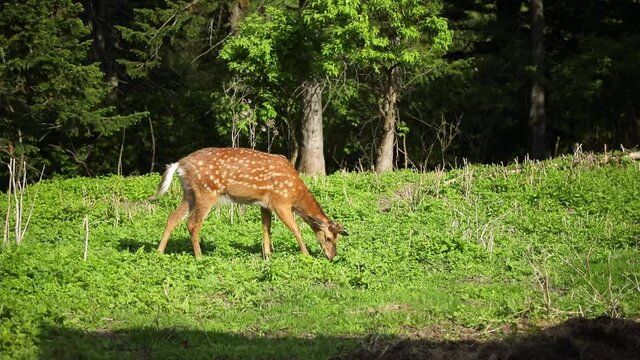 Wild deer on a green meadow in the forest of Siberia in Russia