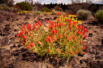Indian Paintbrush growing in the volcanic deserts of Northern California - 440672343