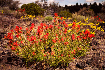 Indian Paintbrush growing in the volcanic deserts of Northern California