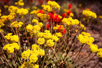 Sulphurflower buckwheat flowers (Eriogonum umbellatum) growing in the volcanic deserts of Northeastern California - 440672368