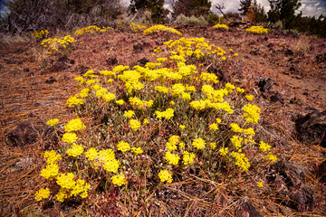 Sulphurflower buckwheat flowers (Eriogonum umbellatum) growing in the volcanic deserts of Northeastern California - obrazy, fototapety, plakaty