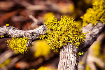 Wolf lichen (Letharia vulpina) on dead juniper trunk in Lava Beds in Northeastern California - 440672391