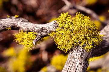 Wolf lichen (Letharia vulpina) on dead juniper trunk in Lava Beds in Northeastern California - 440672394