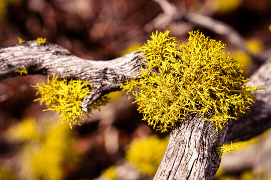 Wolf lichen (Letharia vulpina) on dead juniper trunk in Lava Beds in Northeastern California