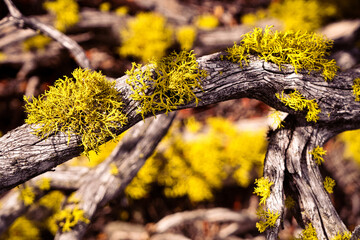 Wolf lichen (Letharia vulpina) on dead juniper trunk in Lava Beds in Northeastern California