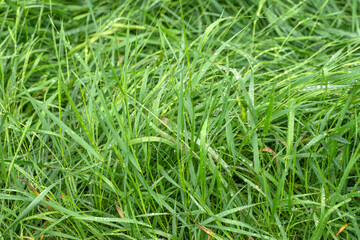 Fototapeta na wymiar green grass background with water drops 