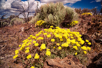 Sulphurflower buckwheat flowers (Eriogonum umbellatum) growing in the volcanic deserts of Northeastern California - 440672571