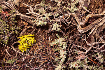 Wolf lichen (Letharia vulpina) on the ground in Lava Beds in Northeastern California