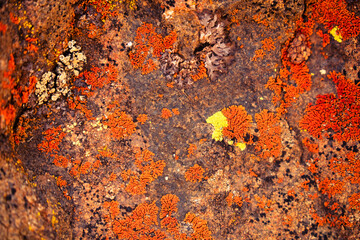 Bright Cobblestone Lichen (Acarospora socialis) growing on volcanic basalt in California's northeastern desert