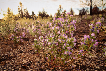 Obraz premium Fremont Phacelia (Phacelia fremontii) is a campanulate flower growing in the northeastern California deserts