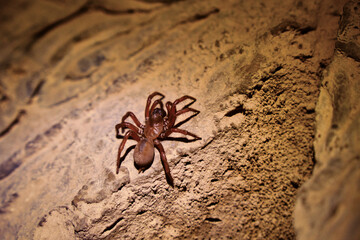 Trapdoor spider inside a lava tube in the California desert
