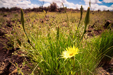 Tragopogon dubius (yellow salsify, western salsify, western goat's-beard, wild oysterplant, yellow goat's beard, goat's beard, goatsbeard, common salsify) growing in the volcanic desert - 440672782