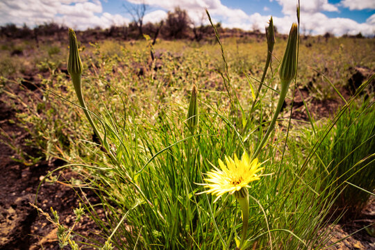 Tragopogon dubius (yellow salsify, western salsify, western goat's-beard, wild oysterplant, yellow goat's beard, goat's beard, goatsbeard, common salsify) growing in the volcanic desert