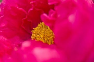 The name of this peony is Higurashi.Scientific name is Paeonia suffruticosa.