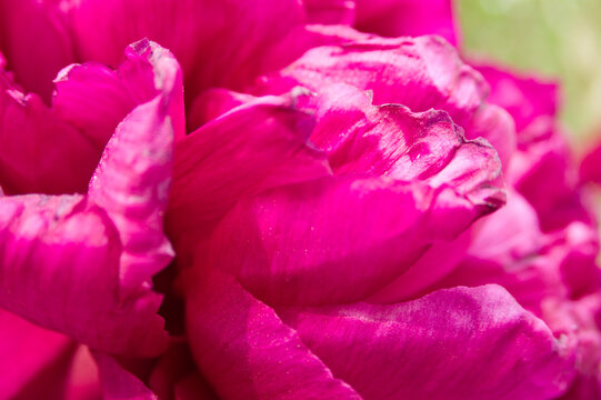 The name of this peony is Horei.Scientific name is Paeonia suffruticosa.