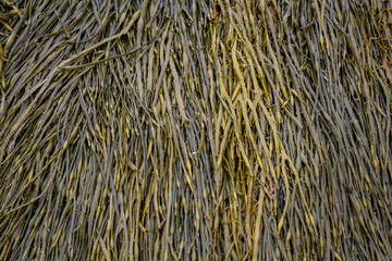 Green and brown seaweed bed out of the water