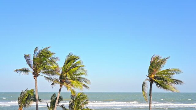 Coconut palm trees bending under strong wind over the sea and blue sky background and daytime slow-motion static