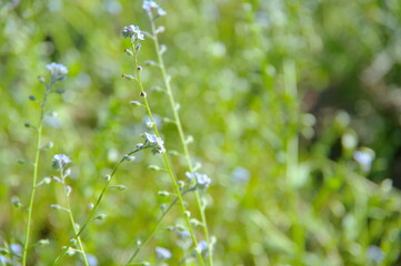 Fototapeta na wymiar 生い茂った小さな青い花のクローズアップ