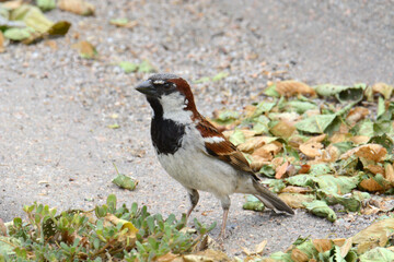 Male house sparrow bird or passer domesticus standing in parking lo near fallen leaves