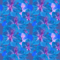 Fototapeta na wymiar Gladiolus. Illustration, texture of flowers. Seamless pattern for continuous replication. Floral background, photo collage for textile, cotton fabric. For wallpaper, covers, print.