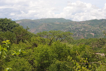 Fototapeta na wymiar Flora del sur de México