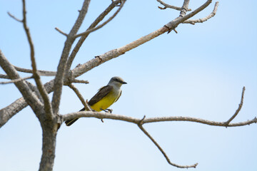 Western kingbird bird or Tyrannus verticalis perched on dead tree branch