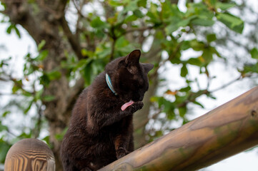 黒猫ポートレート