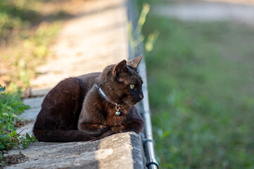 黒猫ポートレート